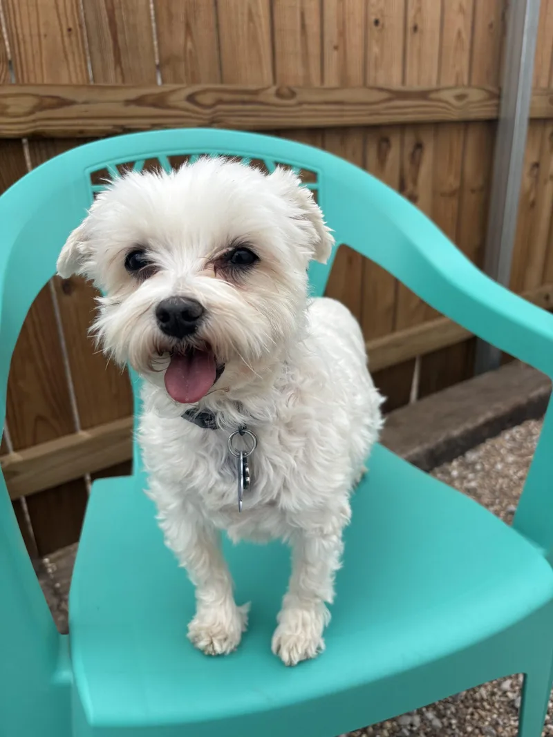 An adult small-sized female Yellow / Tan / Blond / Fawn Maltipoo dog named Moonglow for adoption in Broken Arrow, OK