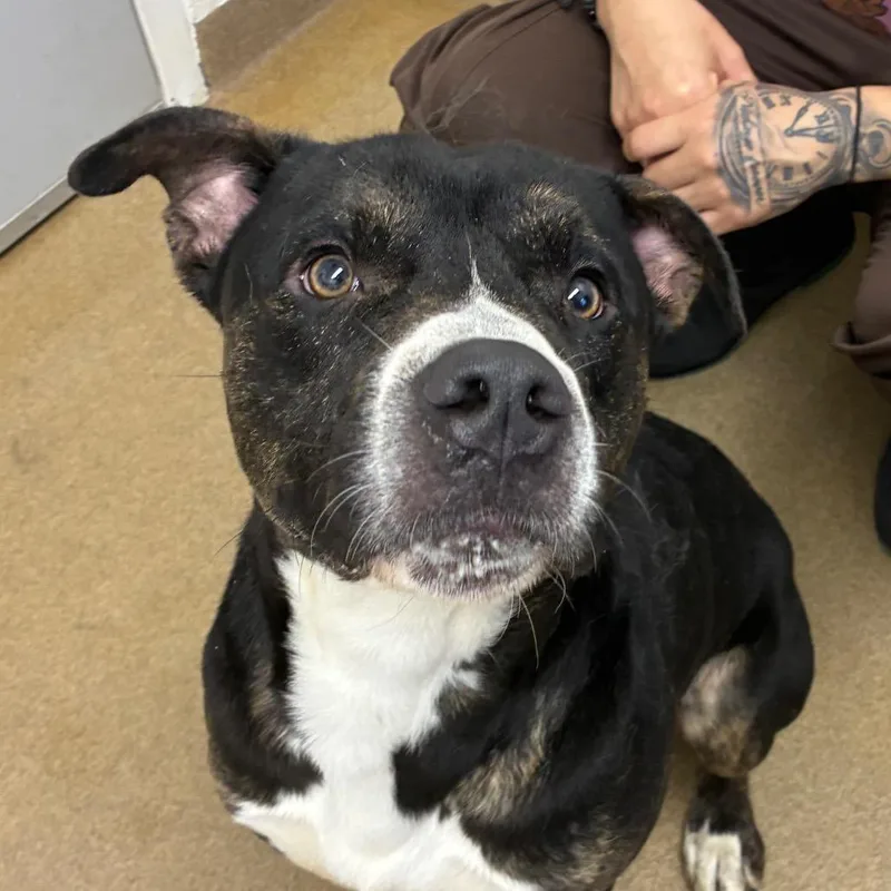 An adult medium-sized male Black American Staffordshire Terrier dog named Steely Dan for adoption in New Fairfield, CT