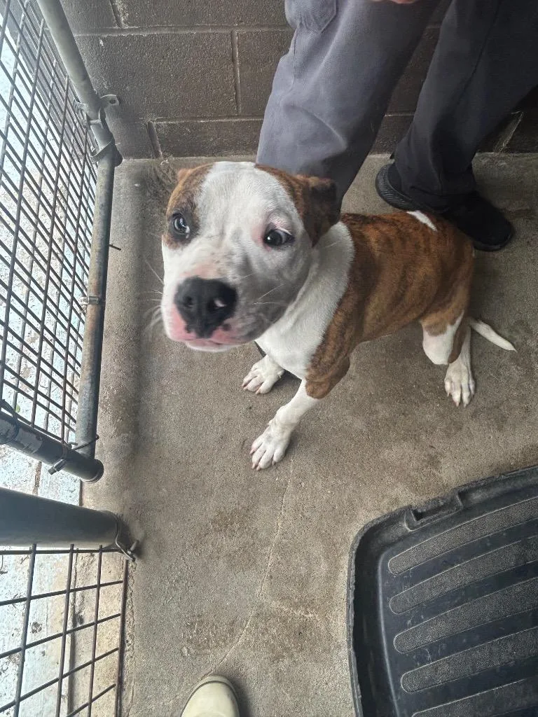 A baby medium-sized male Pit Bull Terrier dog named Alfie for adoption in Russellville, KY