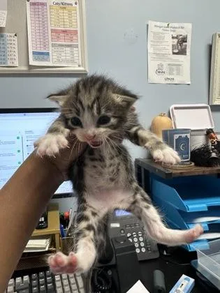 A baby small-sized male Domestic Short Hair cat named Almondjoy for adoption in Chamblee, GA