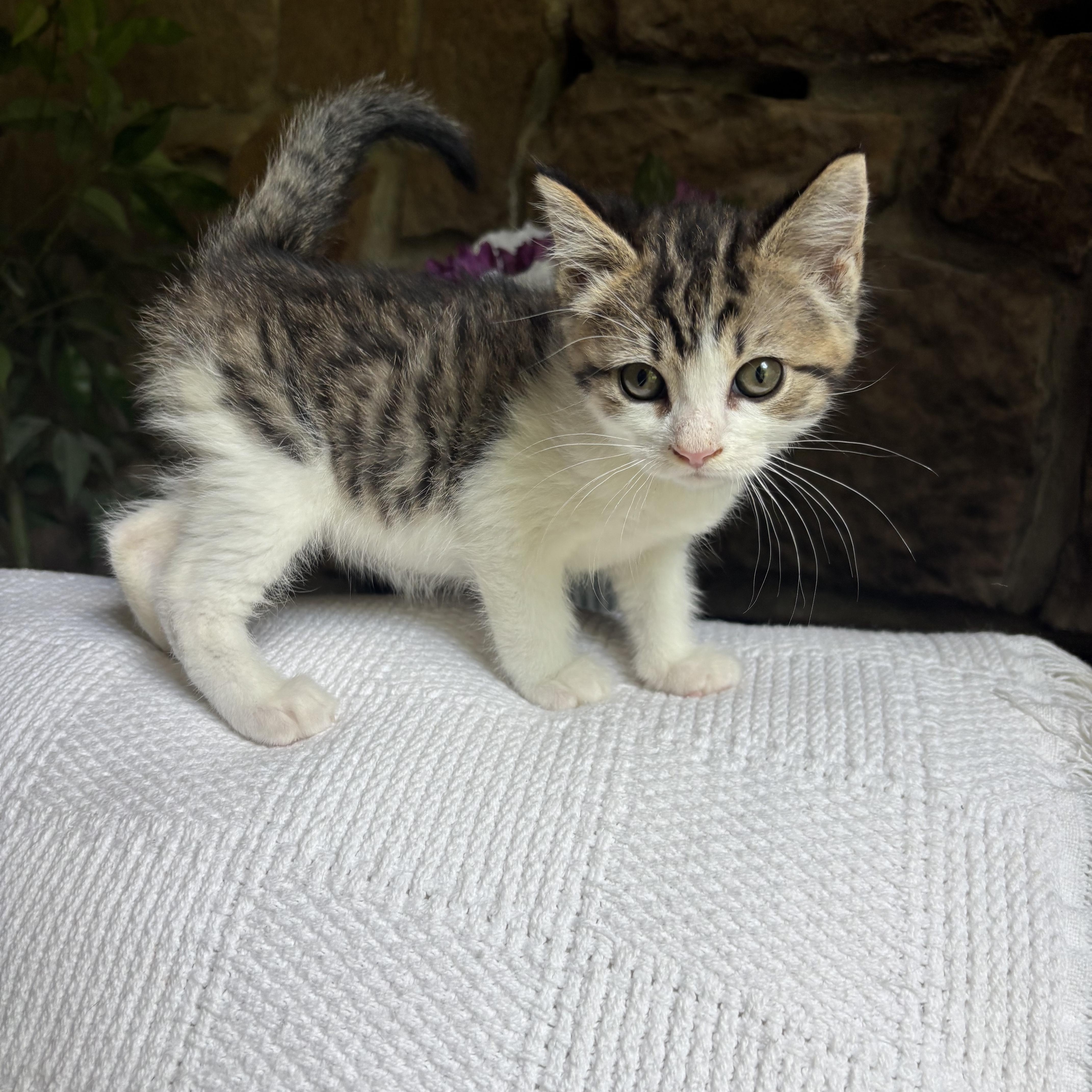 A baby medium-sized female Tabby (Buff / Tan / Fawn) Domestic Short Hair cat named Sabrina for adoption in Ephrata, WA