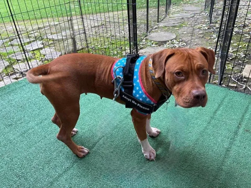 An adult medium-sized female Pit Bull Terrier dog named Penny Sue for adoption in Germantown, OH