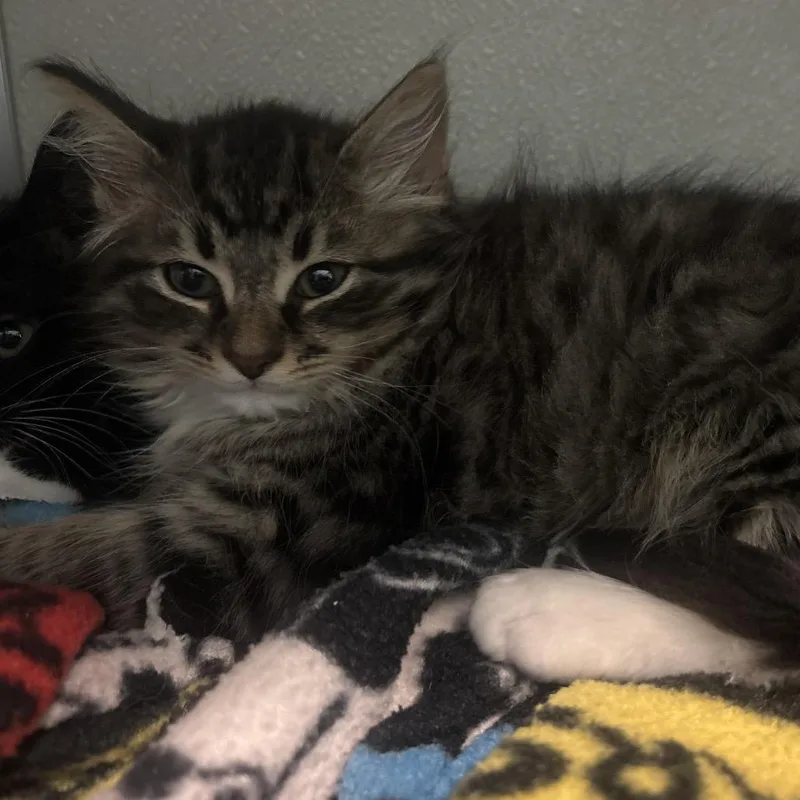 A baby small-sized male Brown / Chocolate Domestic Short Hair cat named Green Bean for adoption in Chattanooga, TN