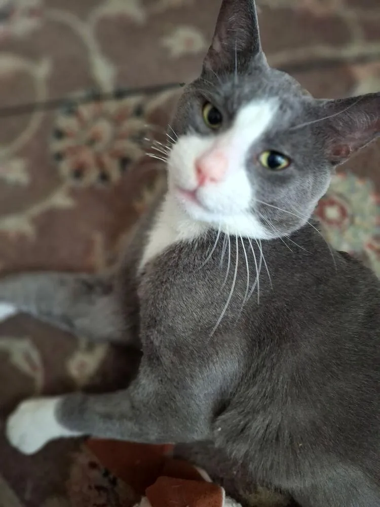 A young medium-sized male Gray & White Domestic Short Hair cat named Oliver for adoption in Henrico, VA