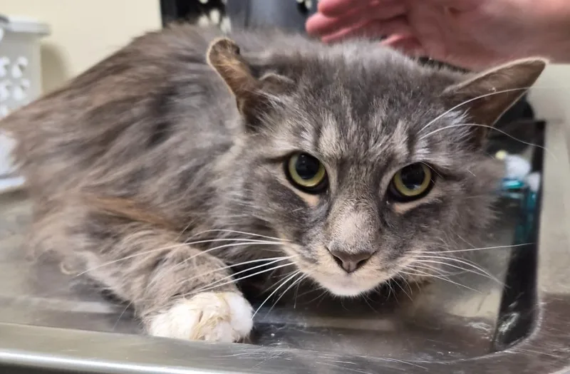 An adult medium-sized male Domestic Long Hair cat named Yoshi Butter Ball for adoption in Christiansburg, VA
