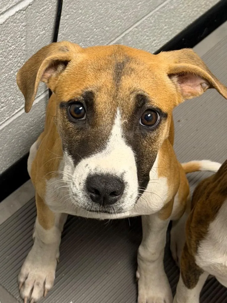 A baby large-sized female Mixed Breed dog named Flora for adoption in Henderson, NC