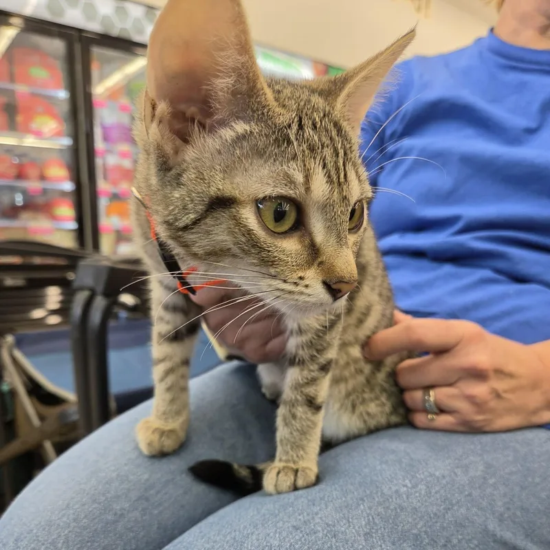 A baby medium-sized female Brown / Chocolate Tabby cat named Velvet for adoption in Fairborn, OH