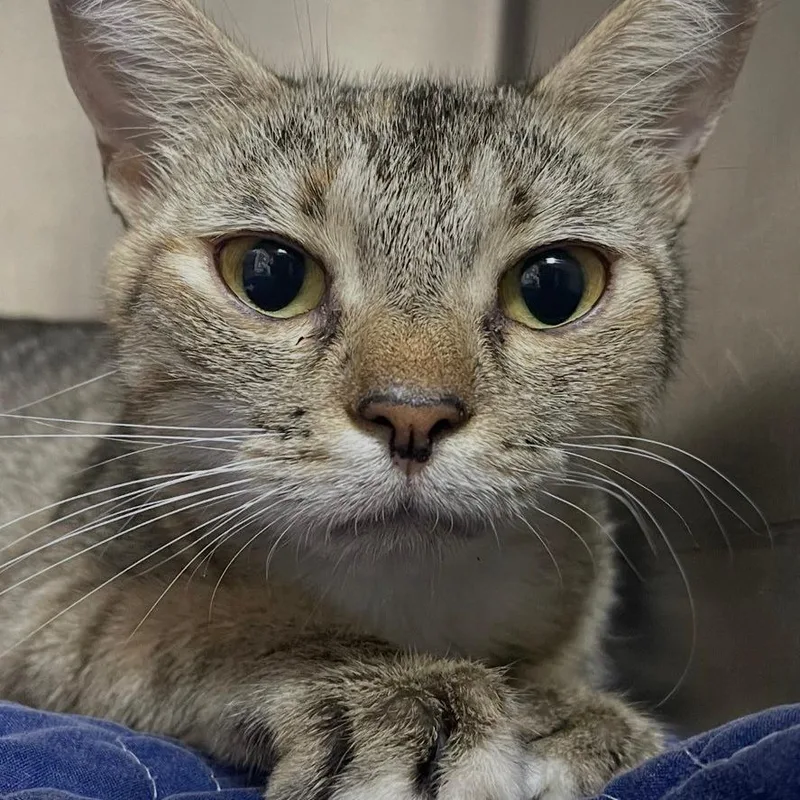 A young medium-sized female Domestic Short Hair cat named Toffee for adoption in Valley, AL