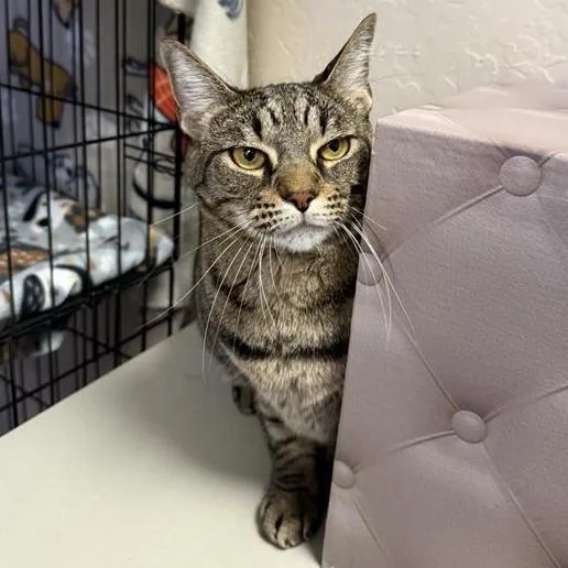 An adult extra large-sized male Brown / Chocolate Domestic Short Hair cat named Hagrid for adoption in Tempe, AZ