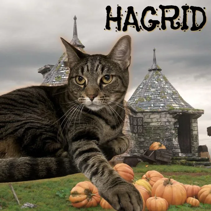 Hagrid thumbnail 3