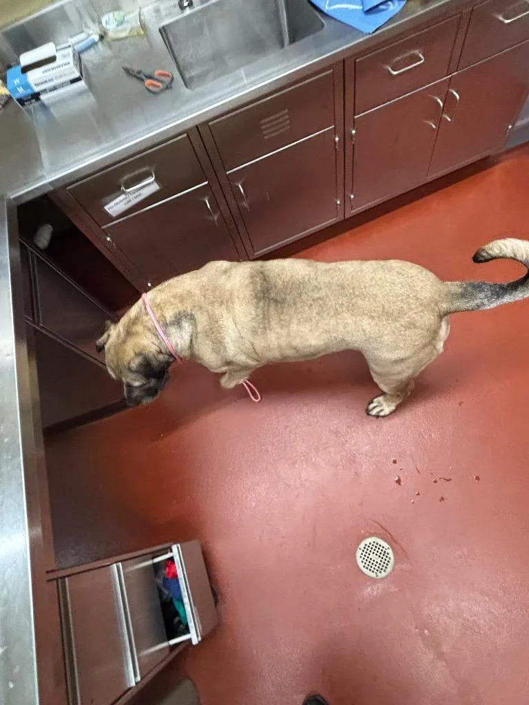 An adult extra large-sized female Mastiff dog named Ursula for adoption in Douglasville, GA