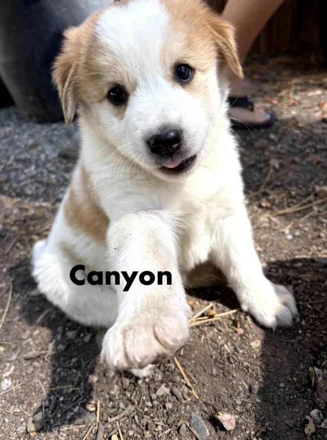 Canyon