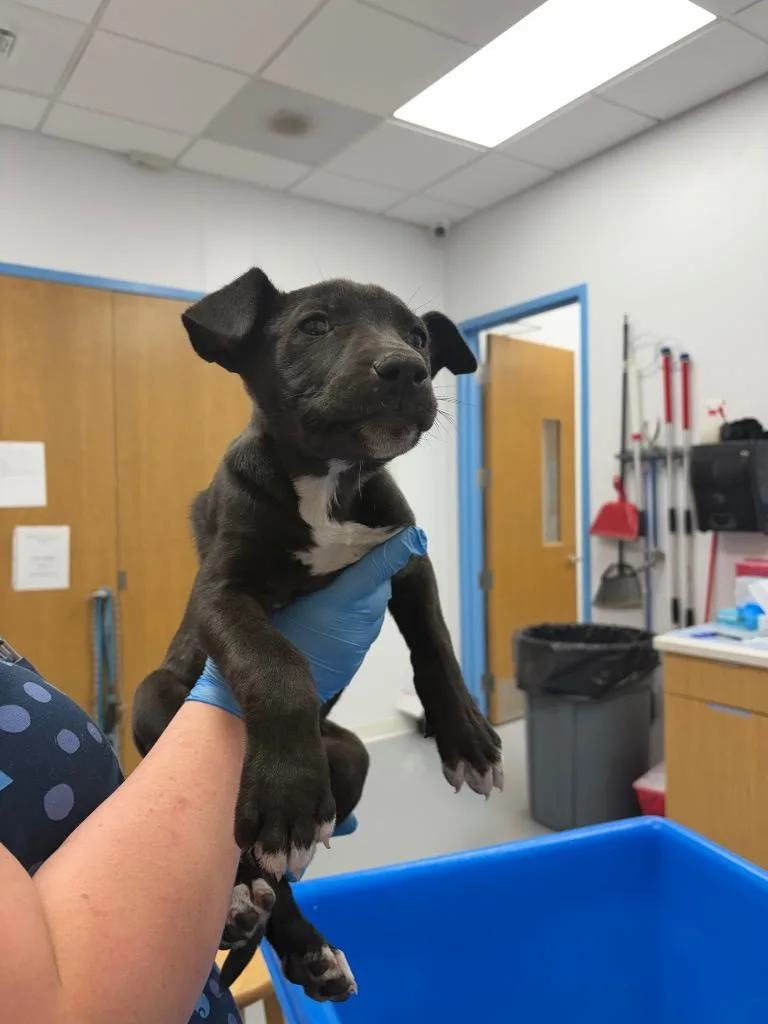 A baby small-sized female Labrador Retriever dog named Jordan for adoption in Hartsville, SC