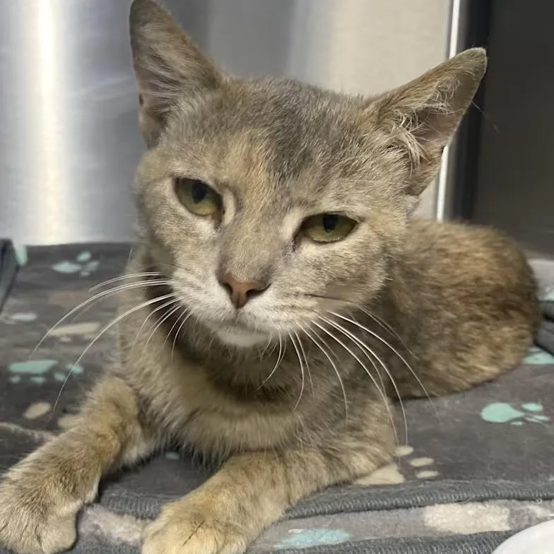 A young medium-sized female Dilute Calico Domestic Short Hair cat named Ellie May for adoption in Spencer, IN