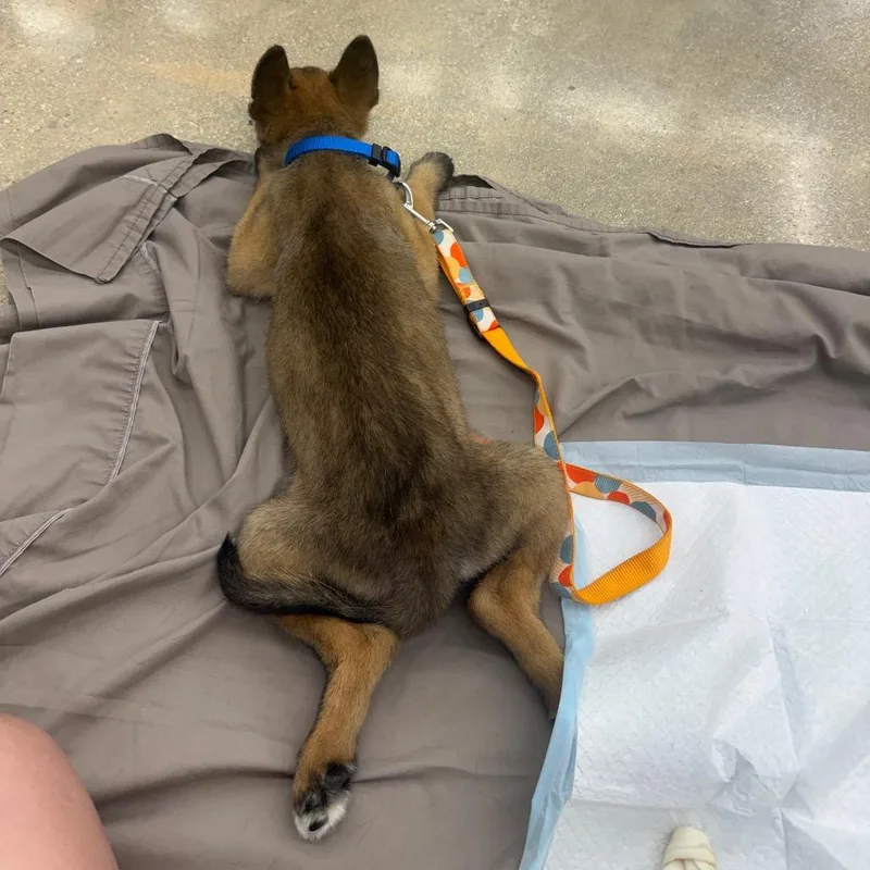 A baby small-sized male Brown / Chocolate Shepherd dog named Keem for adoption in San Antonio, TX