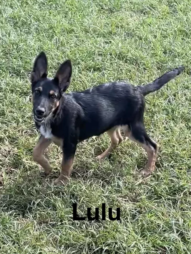 A baby large-sized female German Shepherd Dog dog named Lulu for adoption in Topeka, KS
