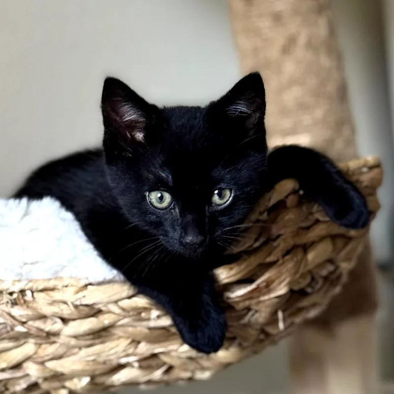 A baby small-sized male Black Domestic Short Hair cat named Loki for adoption in Long Beach, CA