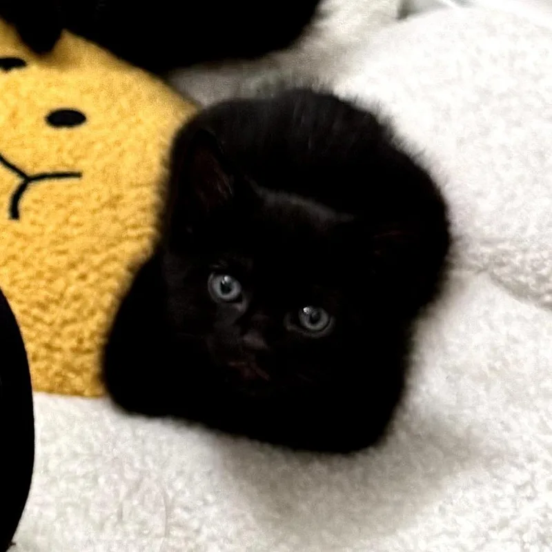 Loki thumbnail 2