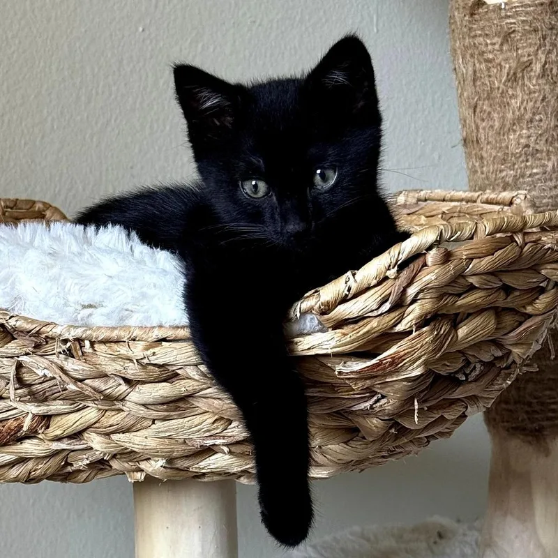 Loki thumbnail 3