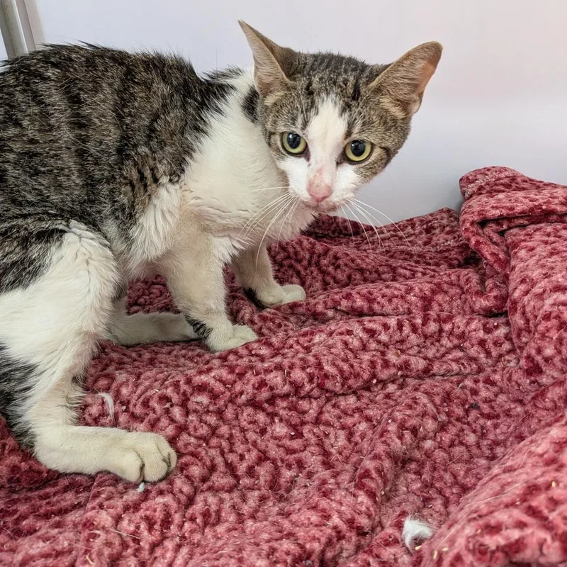 An adult medium-sized female Brown / Chocolate Domestic Short Hair cat named Kerby for adoption in Huntington, WV
