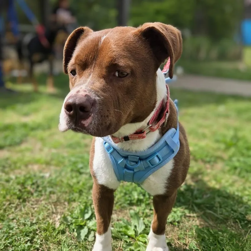 An adult medium-sized female Brown / Chocolate Feist dog named Ivy for adoption in Shelby, NC