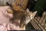 A baby medium-sized female Dilute Tortoiseshell cat named Heidi for adoption in Greensboro, NC