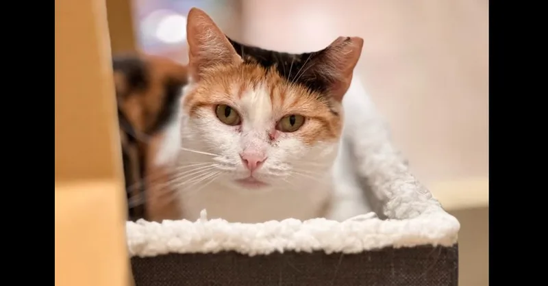 Buttascotch thumbnail 3