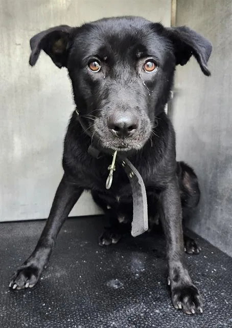 A young medium-sized female Labrador Retriever dog named Gravity for adoption in San Antonio, TX