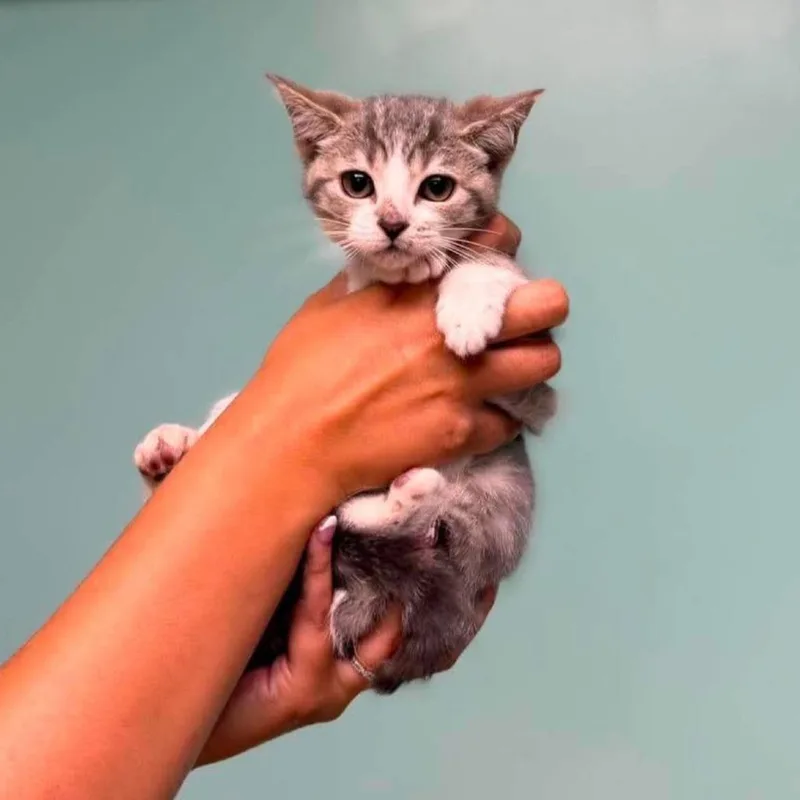 A baby small-sized male Gray / Blue / Silver Domestic Short Hair cat named Sully in Chestertown  for adoption in Alexandria, VA