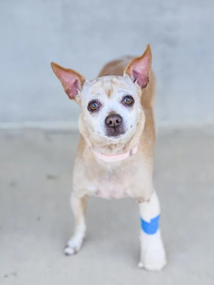 An adult medium-sized female Mixed Breed dog named Chloe for adoption in Longmont, CO