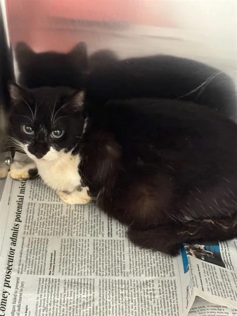 An adult medium-sized female Domestic Short Hair cat named Molly for adoption in Olivette, MO