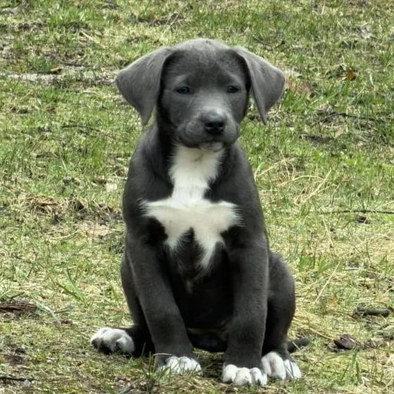 A baby small-sized female Gray / Blue / Silver Mixed Breed dog named Felicity for adoption in West Olive, MI