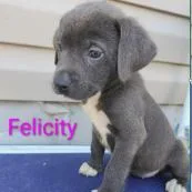 Felicity thumbnail 2