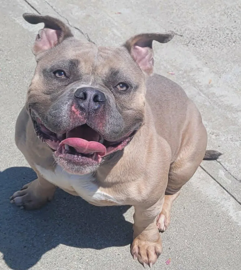 A young medium-sized male Yellow / Tan / Blond / Fawn American Bully dog named Big Ed With The for adoption in Meriden, CT