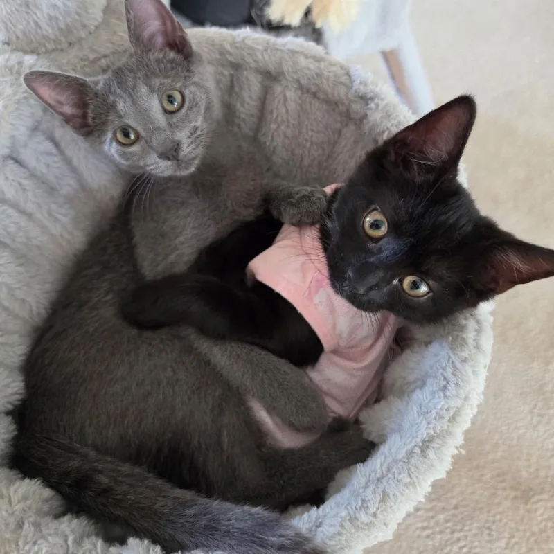 A baby small-sized male Gray / Blue / Silver Domestic Short Hair cat named Luca Ricato for adoption in Hedgesville, WV