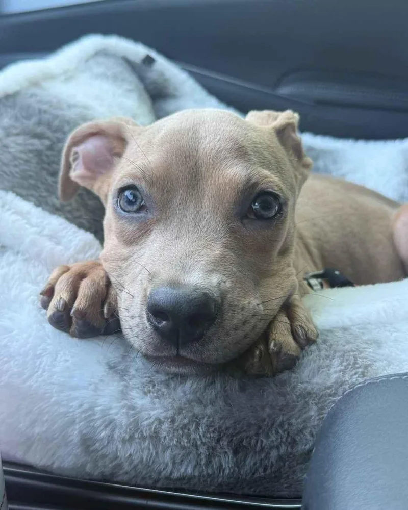 A baby small-sized male Pit Bull Terrier dog named Springsteen for adoption in Long Beach, CA