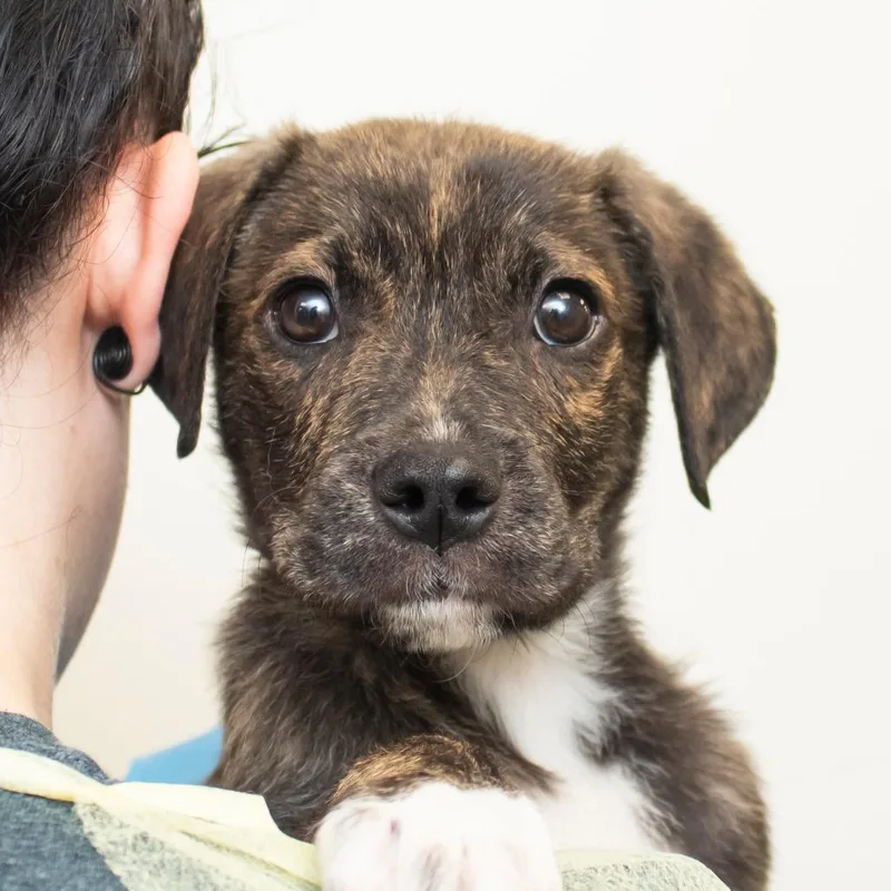 A baby small-sized male Brindle Mixed Breed dog named Momo for adoption in Middletown, RI