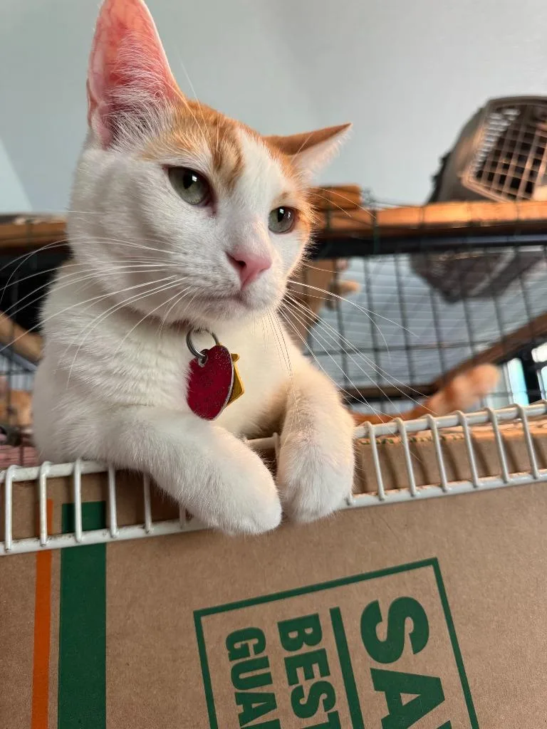 A young small-sized male Siamese cat named Mango for adoption in New Braunfels, TX