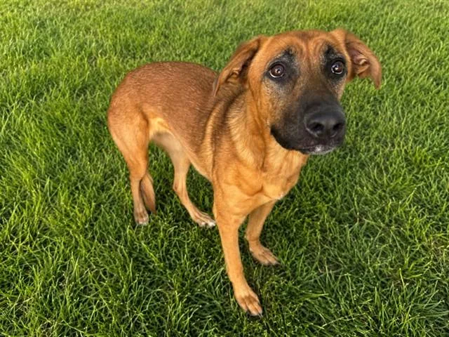 A young large-sized female German Shepherd Dog dog named Avocado for adoption in Lancaster, CA