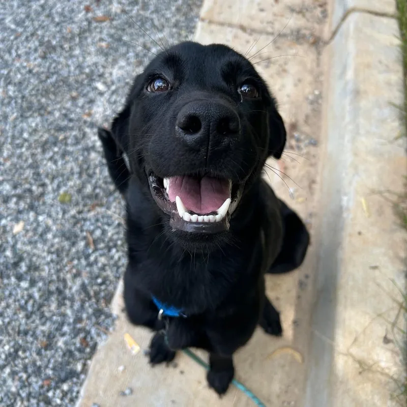 A young large-sized female Labrador Retriever dog named Mazey for adoption in Cumming, GA