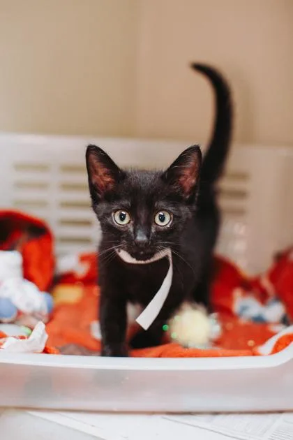 A baby small-sized male Domestic Short Hair cat named a Sullivan for adoption in North Charleston, SC