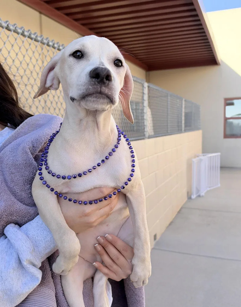 A baby medium-sized female Hound dog named Mary Sanderson for adoption in McKinney, TX