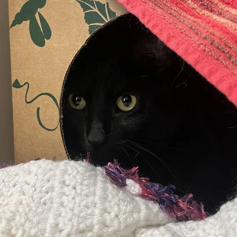 An adult large-sized male Black Domestic Short Hair cat named Mufasa for adoption in Fairport, NY