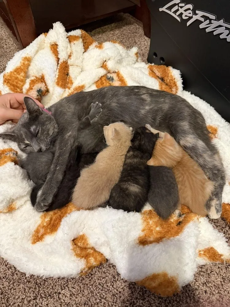 An adult medium-sized female Domestic Short Hair cat named Andromeda for adoption in Anoka, MN