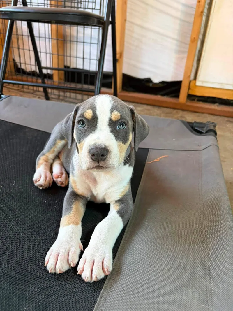 A baby medium-sized male American Staffordshire Terrier dog named Luna's Stars Orion for adoption in San Diego, CA