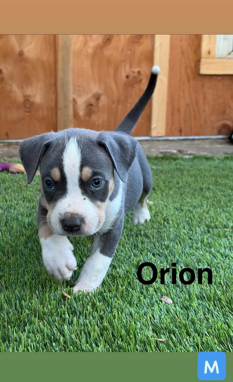 Luna's Stars  Orion thumbnail 2