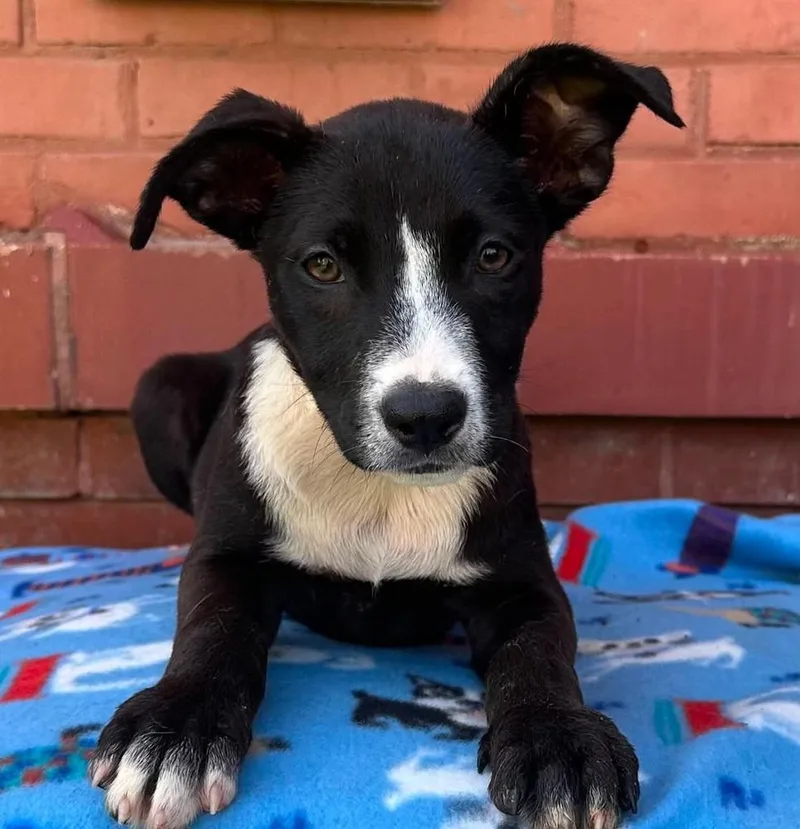 A baby large-sized female Tricolor (Brown, Black, & White) Mixed Breed dog named Fudgie for adoption in Groveland, MA