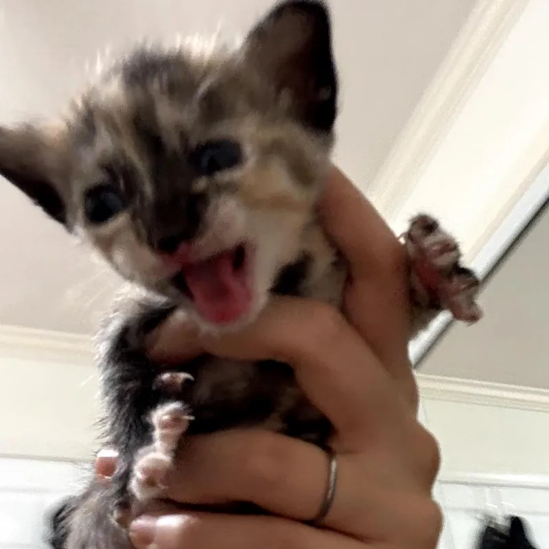 A baby small-sized female Calico Domestic Short Hair cat named Matilda for adoption in Long Beach, CA