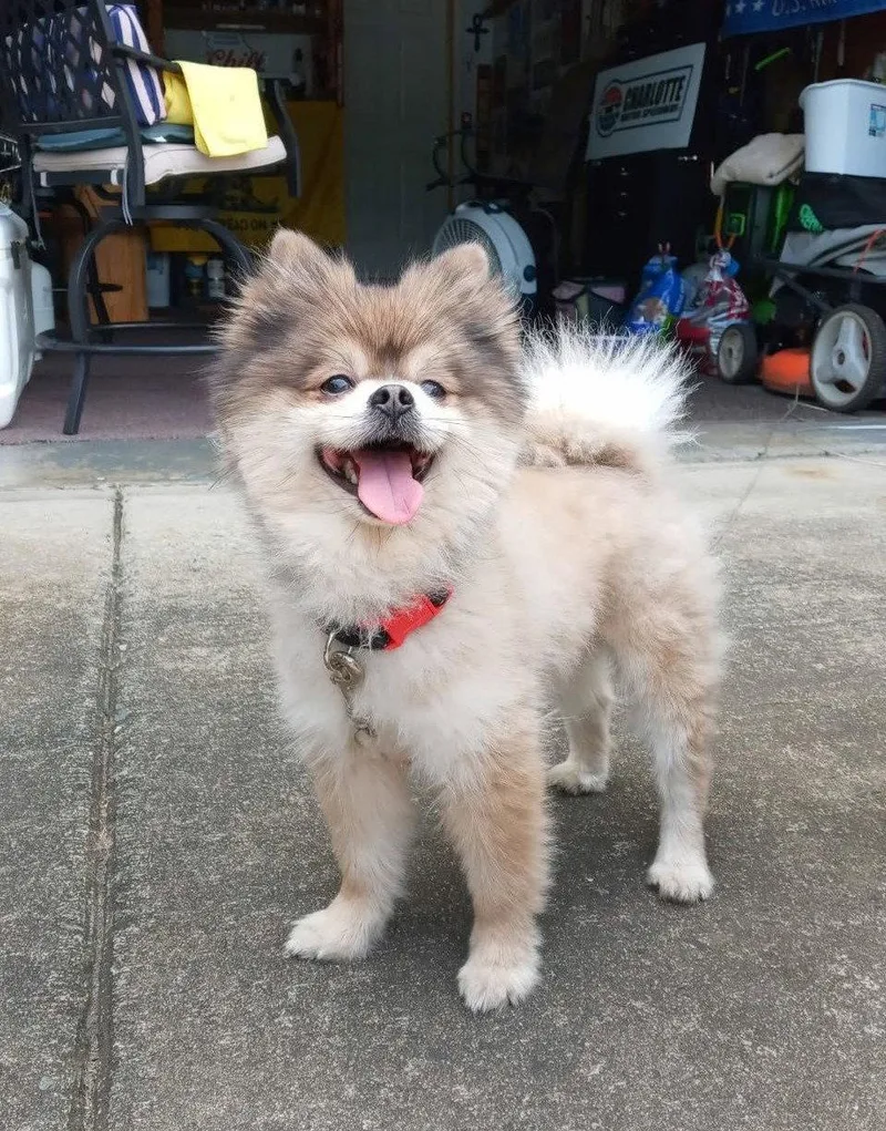 An adult small-sized male Pomeranian dog named Stewart for adoption in Arlington, VA