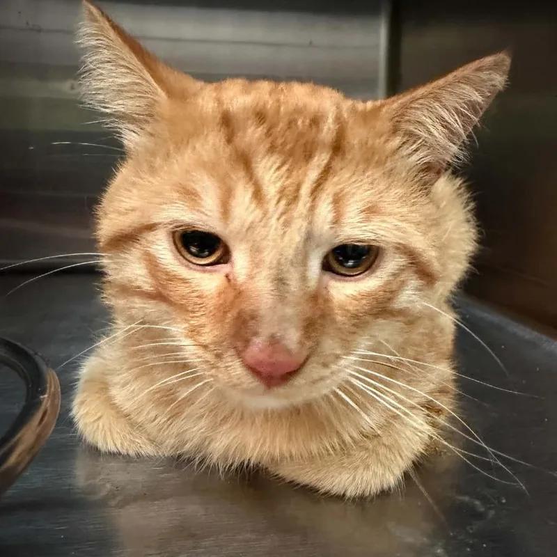 An adult small-sized male Orange / Red Domestic Short Hair cat named Rucker for adoption in Shinnston, WV